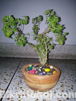 Bonsai tree for beginner.